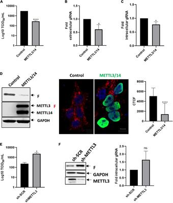 N6 -Methyladenosine Negatively Regulates Human Respiratory Syncytial Virus Replication